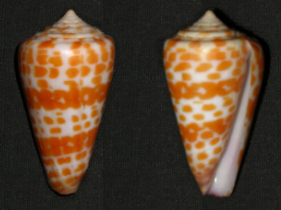 Tessellate Cone