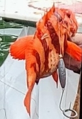 Sebastes nigrocinctus