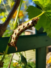 Theretra indistincta