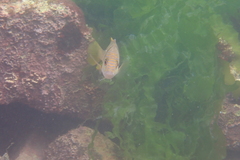 Lutjanus rivulatus