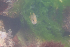 Lutjanus rivulatus