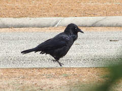 Corvus coronoides perplexus