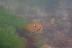 Lutjanus rivulatus