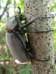 Megasoma elephas elephas