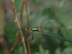 Lestes sponsa