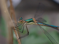 Lestes sponsa