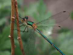 Lestes sponsa
