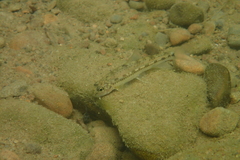 Microphysogobio brevirostris