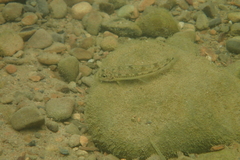 Microphysogobio brevirostris