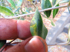 Venturia oleaginea