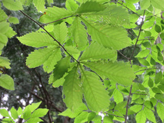 Quercus crispula