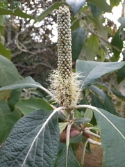 Leucosceptrum canum
