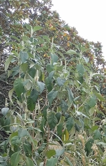 Leucosceptrum canum