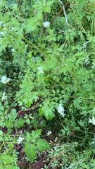 Ceratocapnos claviculata