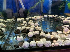 Otocinclus macrospilus