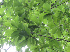 Quercus crispula