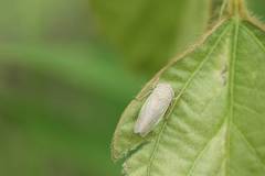 Handianus ogikubonis