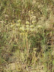 Zosima absinthifolia