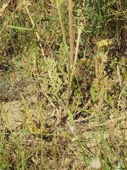 Zosima absinthifolia