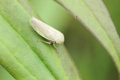 Handianus ogikubonis