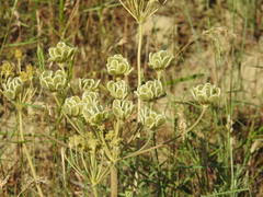 Zosima absinthifolia