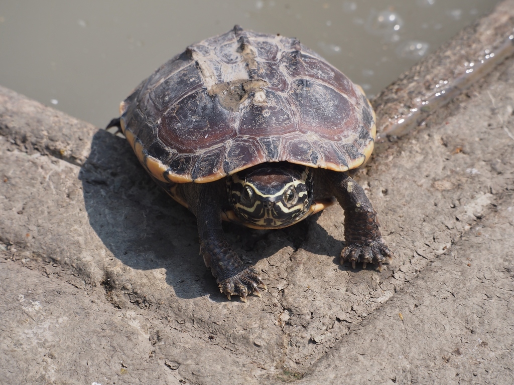 Malayan Snail-Eating Turtle