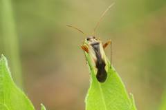 Adelphocoris suturalis