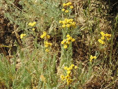 Tanacetum achilleifolium