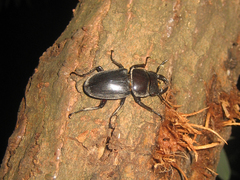 Dorcus hopei