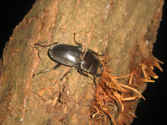 Dorcus hopei