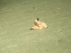 Trichophysetis cretacea