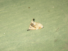 Trichophysetis cretacea