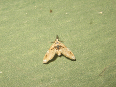 Trichophysetis cretacea