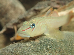 Rhinogobius candidianus