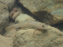 Rhinogobius candidianus