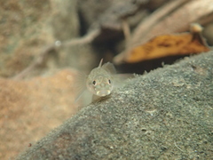 Rhinogobius candidianus