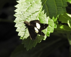 Notocrypta waigensis