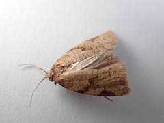 Adoxophyes honmai