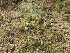 Zosima absinthifolia