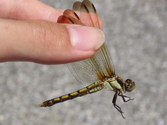 Orthetrum lineostigma