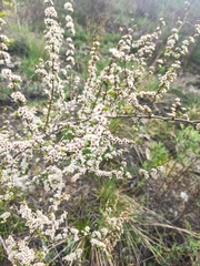 Spiraea aquilegifolia
