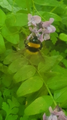 Bombus terrestris