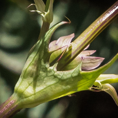 Alepidea thodei