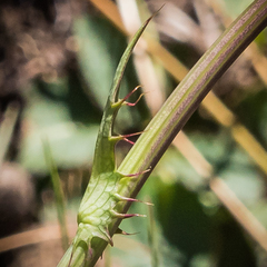 Alepidea thodei
