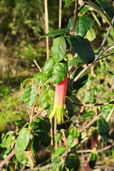 Correa reflexa reflexa