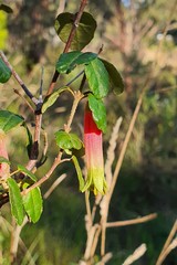 Correa reflexa reflexa