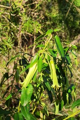 Correa reflexa reflexa