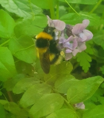 Bombus terrestris