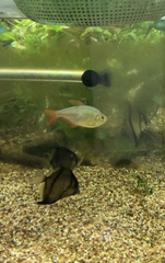 Hyphessobrycon columbianus