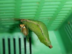 Papilio fuscus capaneus